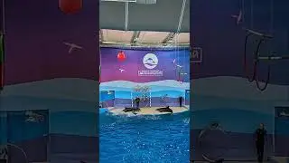 Танец дельфинов