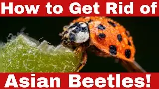 Pro Tips: How to Get Rid of Asian Beetles for Good!