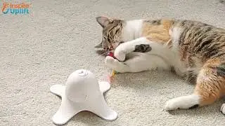 Electronic Rotating Butterfly Cat Toy