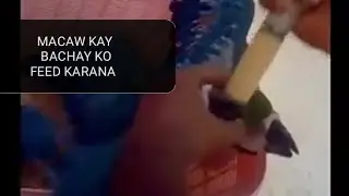 macaw handfeeding tiktok