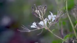 Health benefits of spider plant to expectant mothers, ( saga, deck)