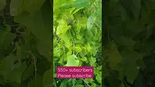 Plant Leaf #shorts #plants #tree