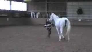 Club der Reitkameradschaft Spechbach - Weihnachtsturnier 2008 - Teil 2