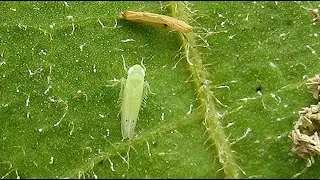 New Invasive Pest Threatens Georgia&rsquo;s Cotton Crop | UGA Expert Issues Urgent Warning