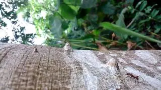 Macro test sony Xperia Z3 new phablette 2014