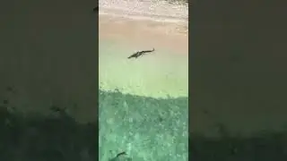 Crocodile 🐊 | PortBlair, Andaman    #shorts #ytshorts #youtubeshorts