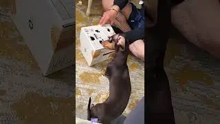Funny dachshund #animation #coffee #wallpaper #funny #petsunited #funnyanimal #funnyvideo #pets