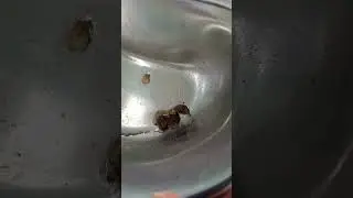 nunca limpe o seu ouvido com cotonete criar um entupimento