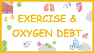 What Is Oxygen Debt and Why Does It Occur? | GCSE Biology Guide