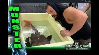 EPIC MONSTER RESCUE * ShortBody REDTAIL CATFISH