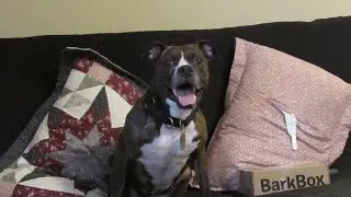 June Barkbox