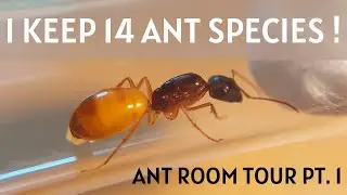 I KEEP 14 ANT SPECIES - Ant Room Tour Pt. 1