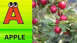 ABC Phonics Song | Alphabet letter sounds | ABC learning for toddlers | Education ABC Nursery Rhymes
