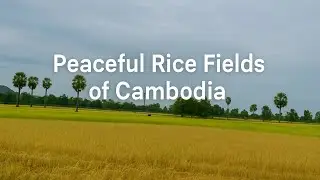 Peaceful Rice Fields of Cambodia | Cambodian Countryside Nature Relaxation