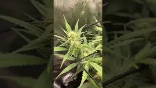 PART 2 OF THE AUTOFLOWERS GROW SERIES UPDATE ON THE 3X3 TENT AT WEEK 8 (DAY 14 OF FLOWER)
