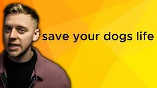 Teaching Your Dog To WAIT