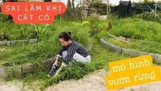 Sai Lầm Khi Cắt Cỏ Khiến Đất Càng Xấu – Bạn Có Đang Mắc Phải?