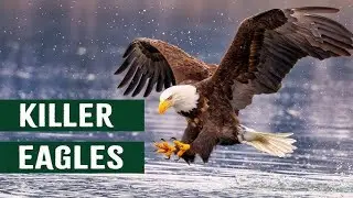 KILLER EAGLES BIRDS #nature #shortvideo #shots #shorts #shortsvideo #short #youtubeshorts #youtube