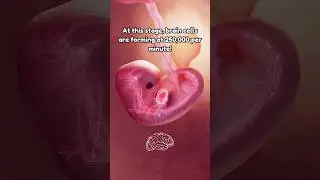 Fastest Growing Human? 8 Week Baby! 🚀 Heartbeat at 8 Weeks