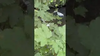 Feeding ducks #funny #duck