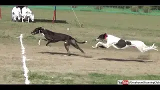 The sport of greyhound racing in Pakistan | Dog race 2021
