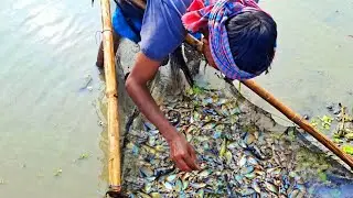 কম পানিতে খুঁইয়া জাল দিয়ে মাছ ধরা | Amazing Village Fishing✅