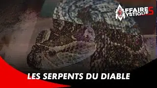 Les serpents venus de l'île – AFFAIRES MYSTIQUES (24/02/22)