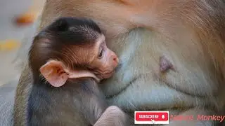 The baby monkey is getting milk from its mother ​ #lovemonkey #cutebabymonkey #newbornbabymonkey