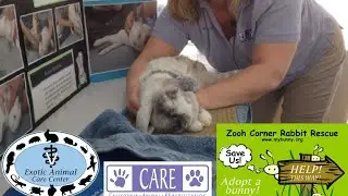 Elderly & Disabled Rabbits 3 - CARE Massage Demo