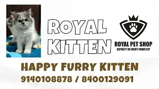 Royal Kitten Family ( Royal Pet Shop) Lucknow  is live