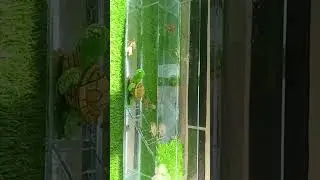 New #turtletank 🐢😍 #cuteturtles #turtle #turtlewatching