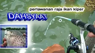 SUPER BABON ikan kiper/ketang2 STREIK RAJA ikan kiper