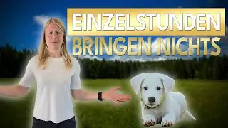 IRRGLAUBE Einzelstunde: Darum bringen Einzelstunden bei deinem Hund NICHTS!