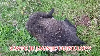 UGINULO JAGNJE IZNENADA BEZ NAJAVE - DA LI NEKO ZNA RAZLOG