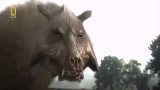 National Geographic   Prehistoric Dinosaur Pig