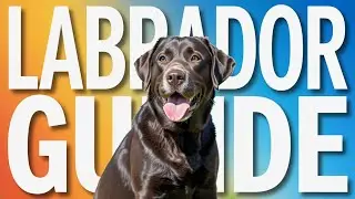 Labrador Retriever|Dog Training|Dog Care|Dog videos
