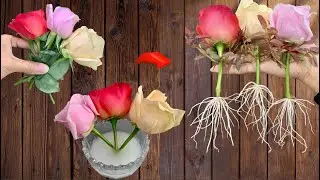 Real treasure! Roses unexpectedly took root like crazy overnight.