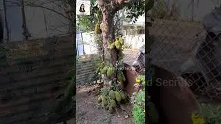 #shorts 🤔Have you ever seen this before? Jackfruit tree at home garden #fruit #fruits #jackfruit
