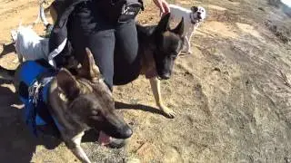Perfect Recall to Heel with 7 Off Leash Dogs