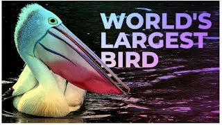 world's largest and beautiful bird 💕❤️😍|| Lovely cute 🥰 Pelican Bird 💕🌹😲😀😘😉