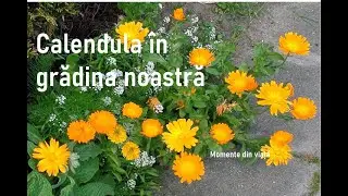 Calendula în grădina noastră.