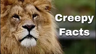 Creepy facts about lions