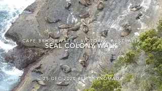 Cape Bridgewater Seal Colony, Victoria, Australia