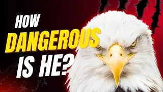 The Eagle Explained: Vision, Power & Aerial Hunting 🦅