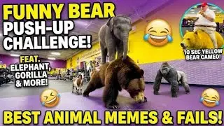 Yellow Bear FAILS vs. Brown Bear WINS! 🤣 The Ultimate Workout Challenge 🏋️&zwj;♂️