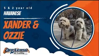 Havanese 🐾Loose leash Training | Best Dog Trainer | Reno, NV🐾