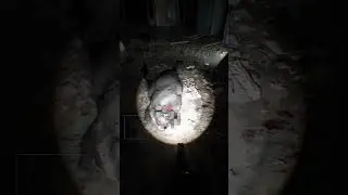 😲 BODYCAM BRUTAL EXPLORATION GONE WRONG ?? #shorts #gaming #gamepay #bodycam