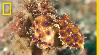 Blue-Ringed Octopus Pounces on Unsuspecting Crab | National Geographic