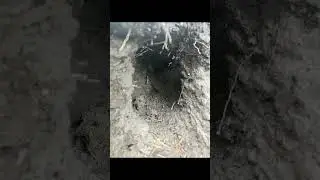 #clip Jean Road Loop - Kelowna, BC Canada #hiking #hikingadventures #macro #mountains #winter