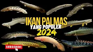 Jenis-Jenis Palmas dan Harga Palmas 2024, Lengkap ❗ Ikan Naga